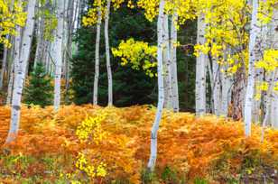 Aspen forest-1818 Aspen forest-1818